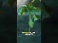 Garden Mistakes Fix