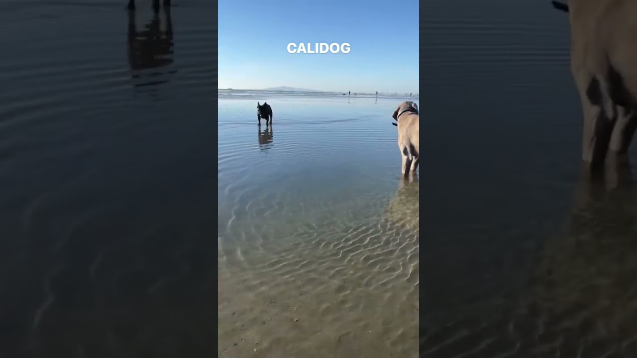 Could Frenchie swim? 💦 