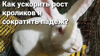 Как ускорить рост кроликов?