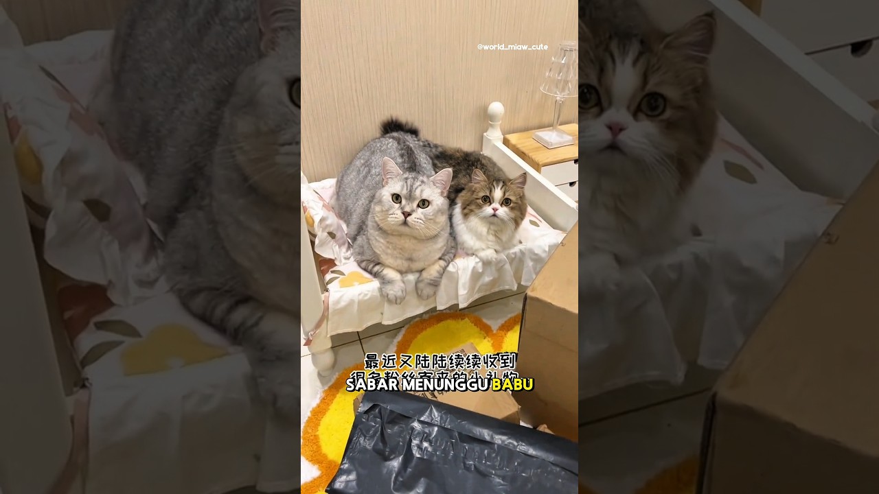 unboxing hadiah Milo🎉 bersama Memey😻 