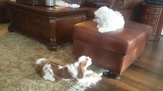 Cavalier vs Shih-tzu