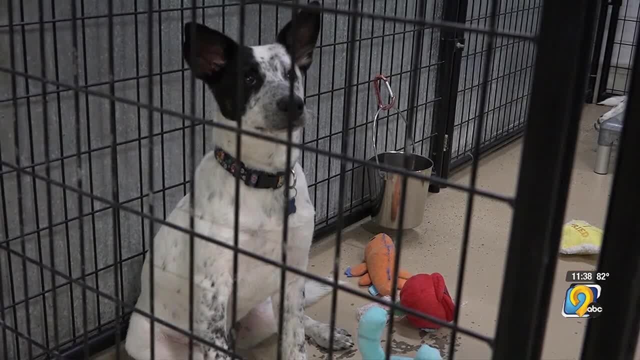 Show You Care: Volunteer-led shelter Dogs Forever works to match dogs and owners