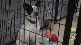 Show You Care: Volunteer-led shelter Dogs Forever works to match dogs and owners