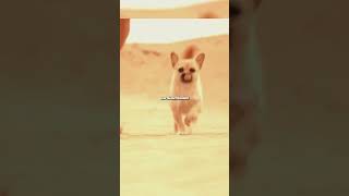 Mais pourquoi ce chien l'as suivit ...#sport #course
