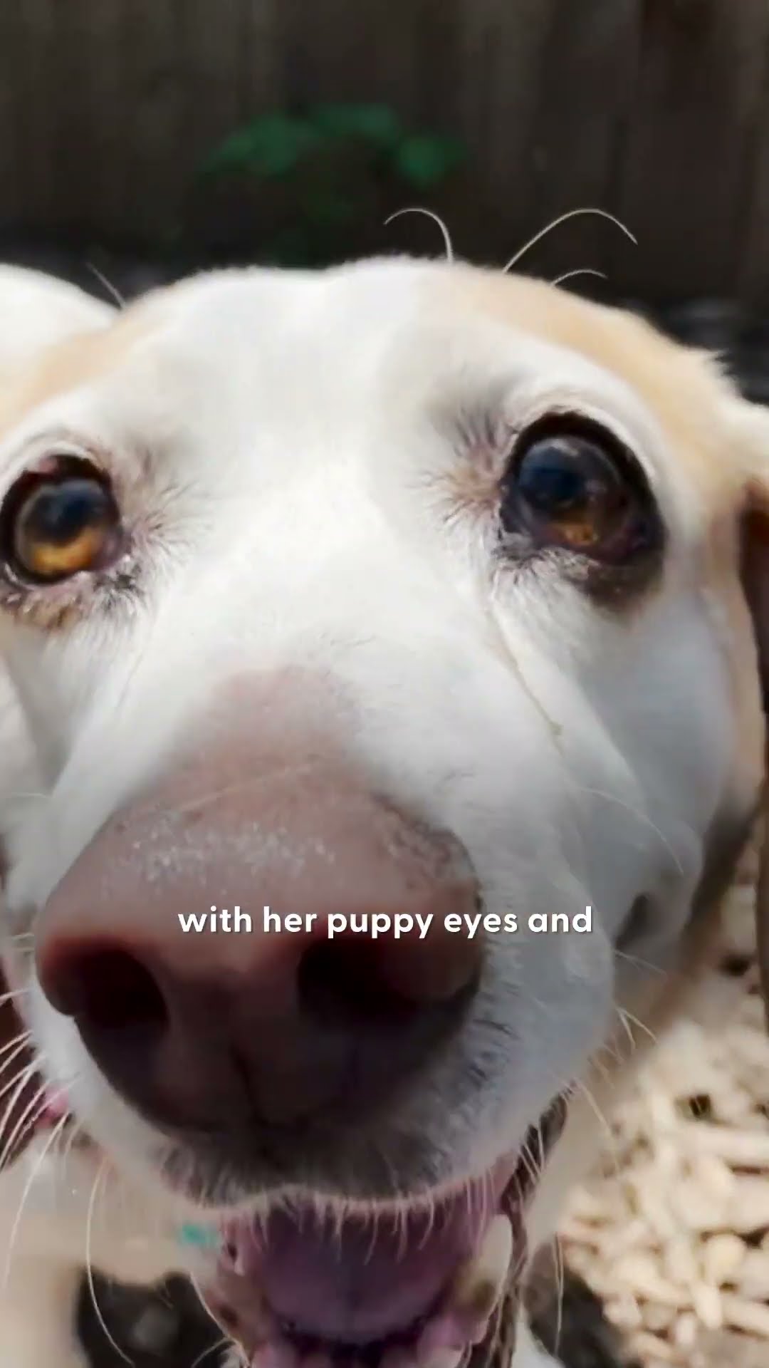 Cat Makes Dog Bowl For New Adopted Brother | The Dodo