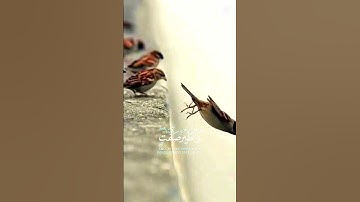 #القرآن_الكريم #تلاوة_خاشعة #اللهم_صل_وسلم_على_نبينا_محمد #الشيخ_عبد_الباسط_عبد_الصمد