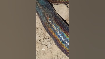 Màu da rực rỡ của rắn hổ hành #snake #ularbesar #kingkobra #rắn #rắnhổhành