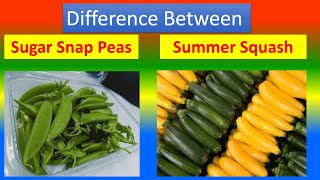 Differences Between Medical And Health Benefits Of Sugar Snap Peas and Summer Squash screenshot 3