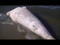 Toter Wal an der Polnischen Ostsee geborgen. 5 meter lang 1 Tonne schwer BABY Timmy HOPE ?