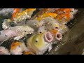 Океанариум/Адлерский океанариум/подводный мир/кормим рыб/очень красивое видео/танец золотой рыбки