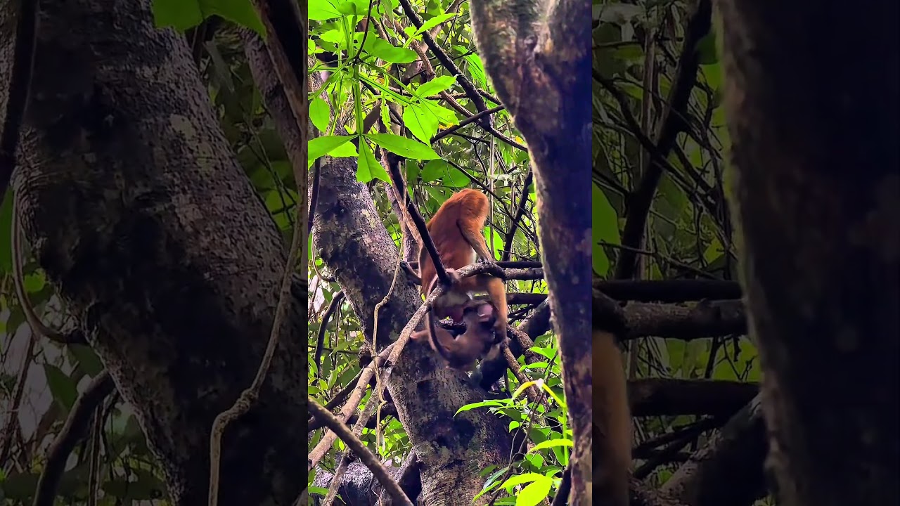 Angry monkey vs Baby monkey 