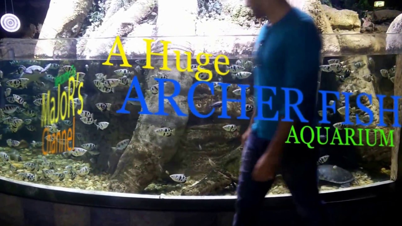 Huge Archer Fish Aquarium YouTube