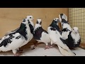 Чистопольские голуби, самцы.