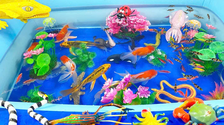 Let's explore what fish and sea creatures there are:sharks,jellyfish#goldfish#animals#viral videos