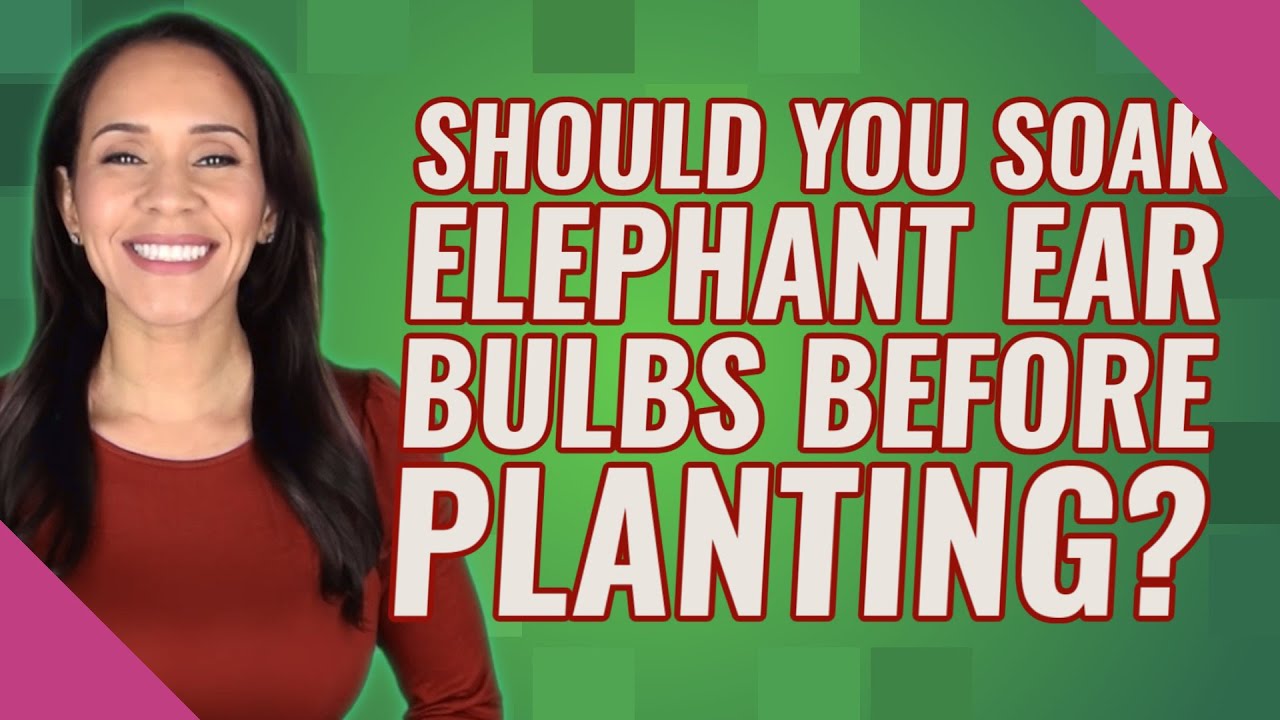 Should you soak elephant ear bulbs before planting? YouTube