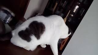 ハートマークが3つある猫 Youtube