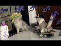 CaTio VS CaTaro