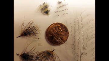 Making Barred CDC Oiler Puffs, CDC feathers and Marabou Quills for Fly Tying