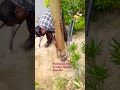 very hard work purane pol street light ke Nikal ke Naya lagaya gaya#😯😕#youtube.com