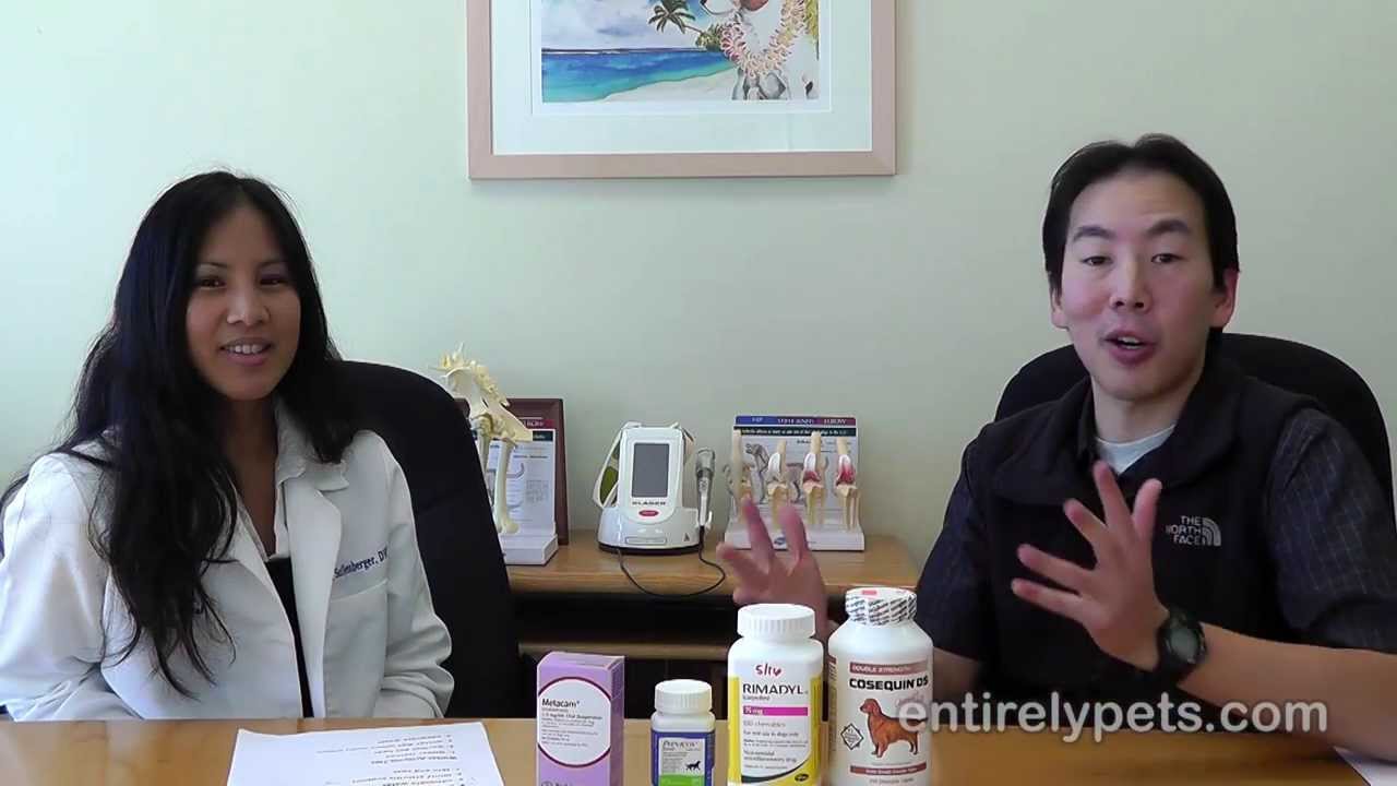 winter-pet-care-tips-part-2-joint-support-youtube