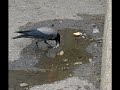 Very Smart Crow Using Water To Make Bread Wet mp3