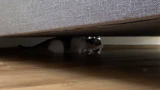 Ters Yürüyen Bir Kedi Düşünün