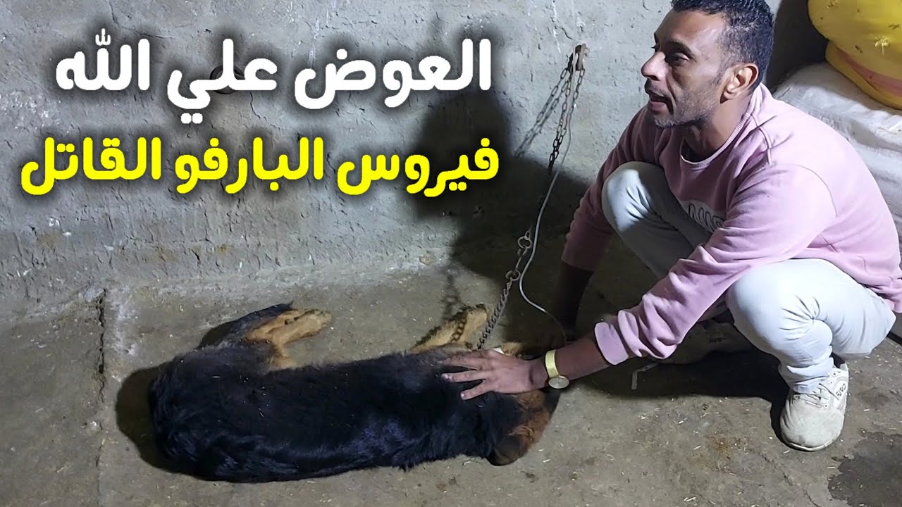 ضحيت بوقتي وشغلي علشان اساعد حيوان ضعيف .المرحله الثانيه مع فيرس البارفو . انقاذ الكلب بوتن #البارفو