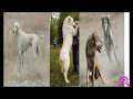 Собака друг человека. Тайган, Алабай, Тазы. Собаки в Средней Азии