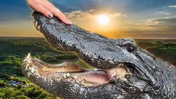 A Crazy Alligator named JAWS‼️‼️‼️