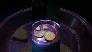cheese biscuits very tasty try for home