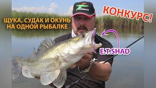 Щука, судак и окунь на одной рыбалке! ┃ Силиконовые приманки Bait Breath E.T. Shad