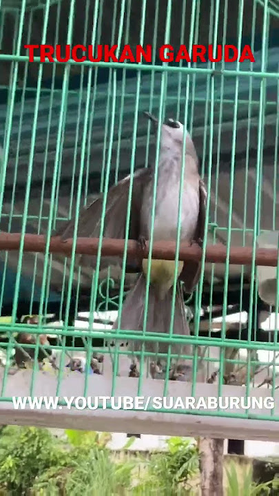 Trucukan Garuda Ropel Gacor ! Merbah Kapur GALAK #trucukan  #garuda