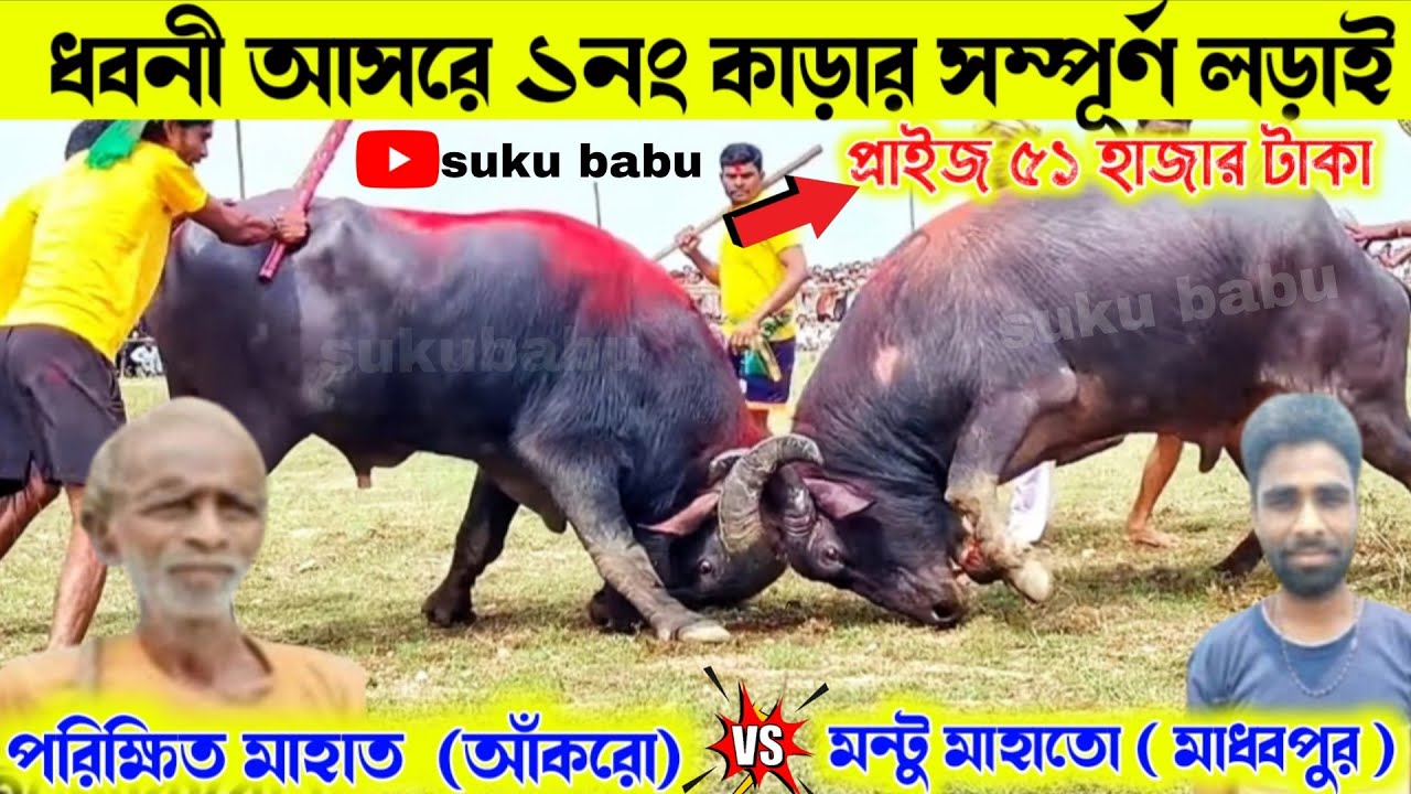 ধবনী আসরে ১নং কাড়ার সম্পূর্ণ লড়াই  প্রাইজ ৫১ হাজার টাকা পরিক্ষিত মাহাত (আঁকরো)মন্টু মাহাতো (মাধবপুর)