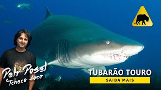 Tubarão Touro