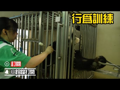 《熊貓主題趴》原來大熊貓采血也要提前預習 | iPanda熊貓頻道