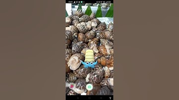 Omanyte The Guardian Of Snails 😂 #shorts