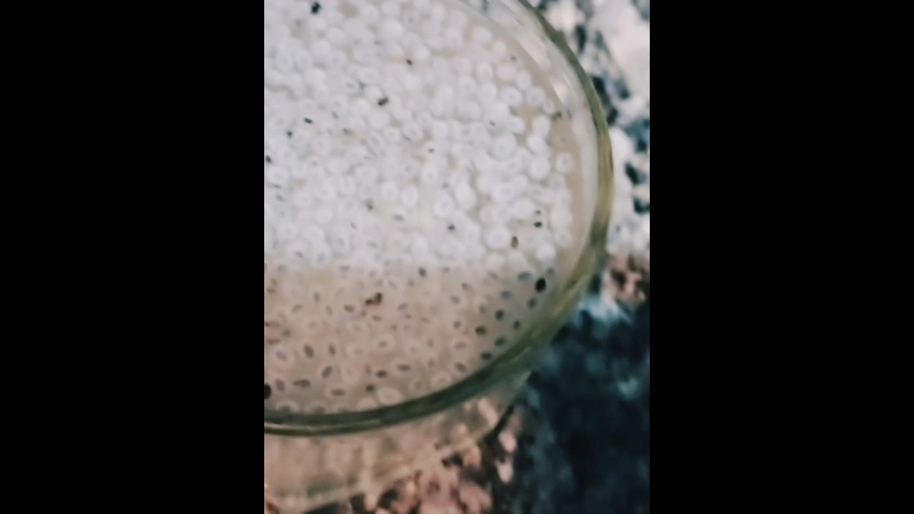 Basil Seed Drink Recipe 😋||How To Make Basil Seed Drink Recipe😋||@CookWithFem  @Cookwithlubna