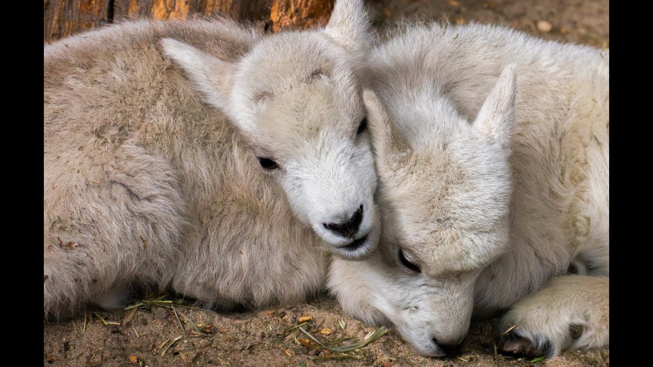 It's a Baby Boom at CMZoo!