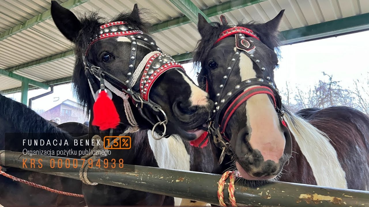 Skaryszew Wstępy 2023 targ koni