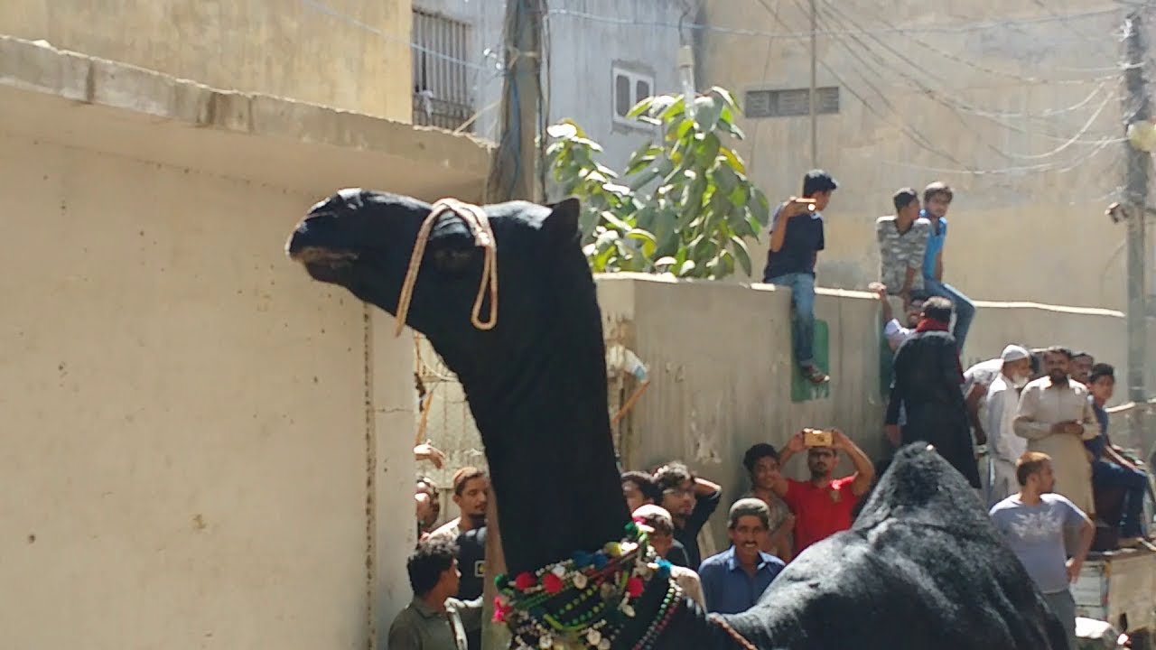 Angry Black Camel Runs Away During Qurbani in PIB Colony 