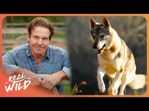 Dennis Quaid: The Wolf's Battle to Reclaim Yellowstone | Saving Yellowstone