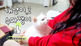 말 대꾸하는 수다쟁이 고양이 일명 개냥이죠 ㅋㅋ..!!