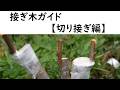 接ぎ木ガイド【切り接ぎ編】