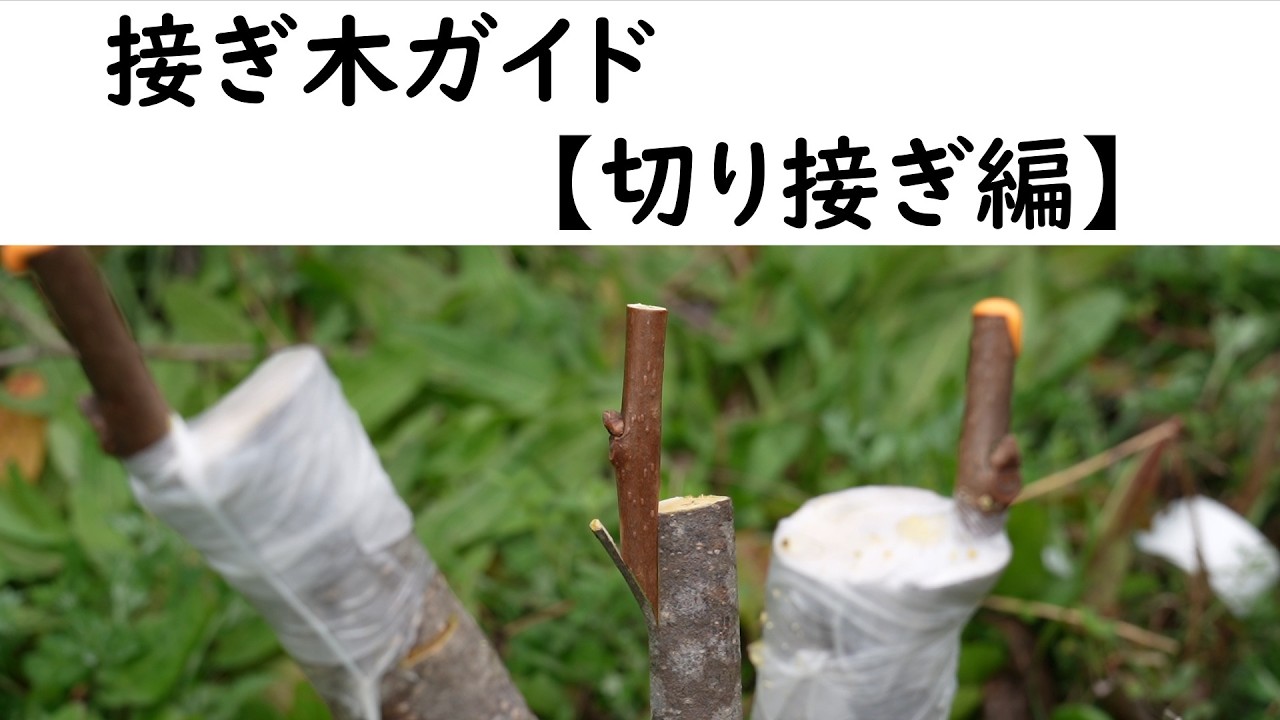接ぎ木ガイド【切り接ぎ編】