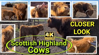 Scottish Highland Cows - Closer Look 🐮