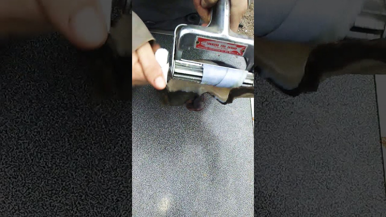 monkey face eel Bodega Bay