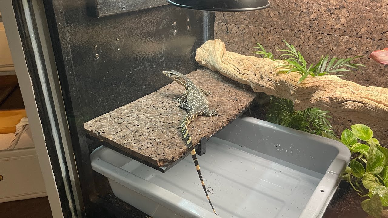 Stubborn Spoiled Baby Water Monitor - YouTube