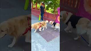 मेरे डॉगी के साथ रॉकी ने क्या किया😱 #funnydogs #shorts