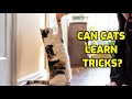 Can Cats Be Taught How To Do Tricks?