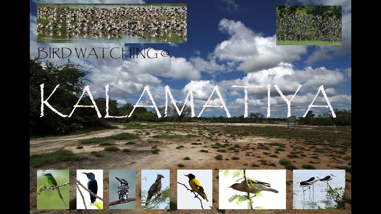 BIRD WATHCING @ KALAMATIYA || කලමැටිය අභයභූමිය